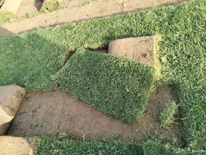 نجيل طبيعي 4