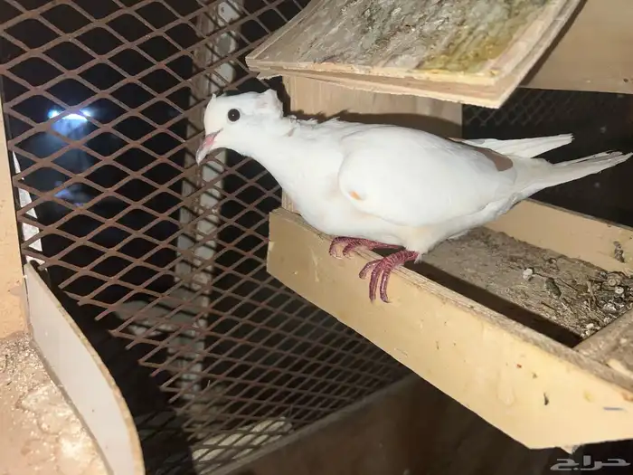 ياكريم 1