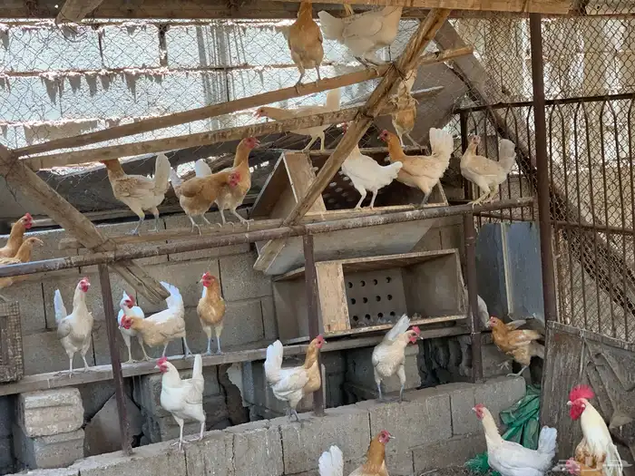 دجاج فيومي اورنج 2