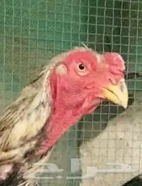 ديك فارسي الباحه 1 0 50 880 4617 0