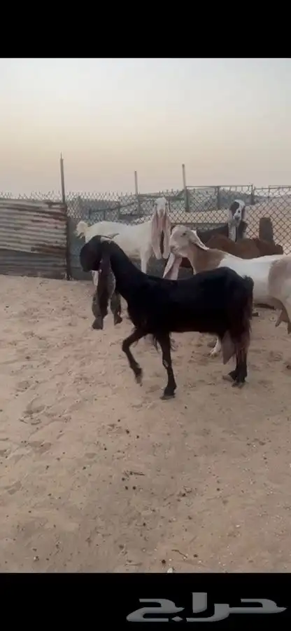 معزا 4