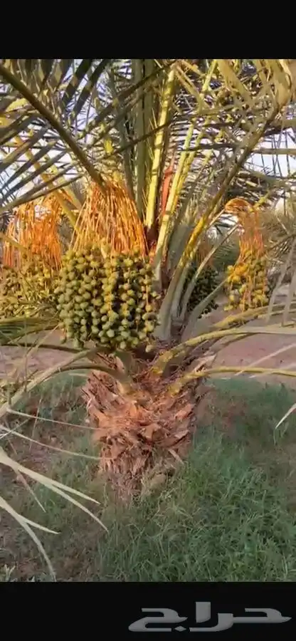 محصول نخل للبيع 2