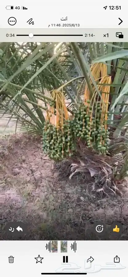 محصول نخل للبيع 1