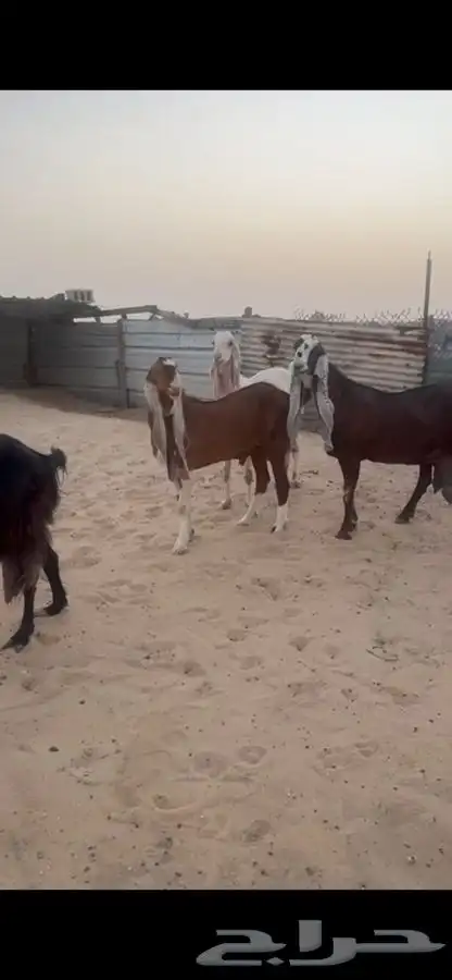 معزا 3