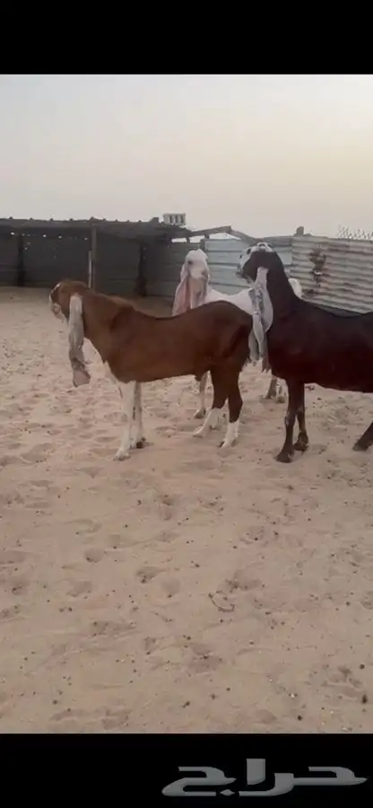 معزا 0