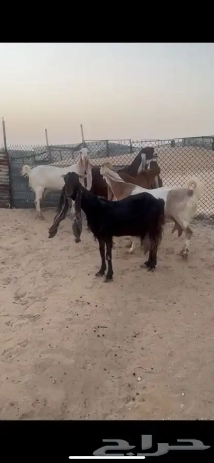 معزا 1