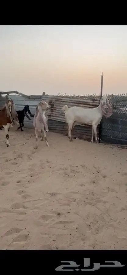 معزا 6