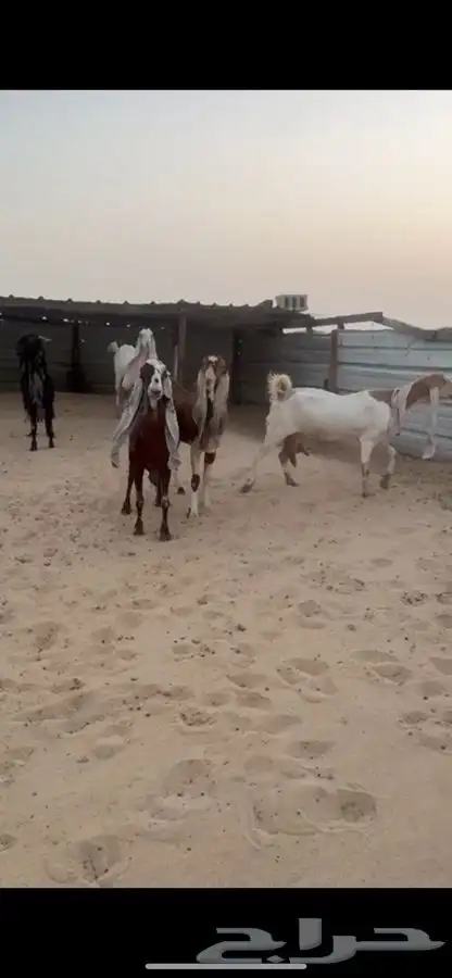 معزا 2