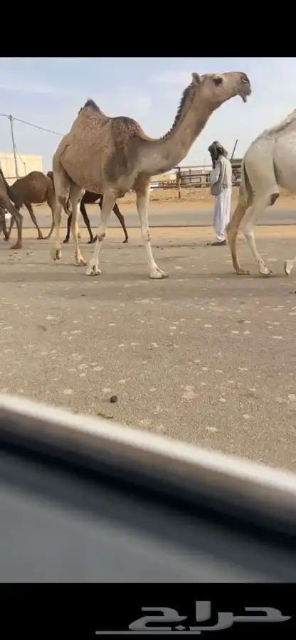 ضروبه شقحاء كفو 1