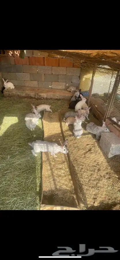 ارانب 1
