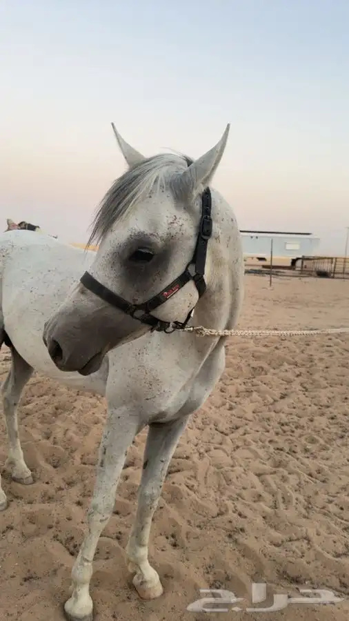 حصان للبيع 3