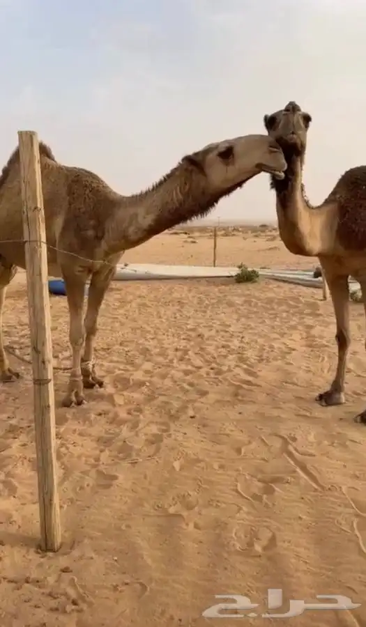 قعود باتلي السن داخل جذع لاكن سبق ثني 1