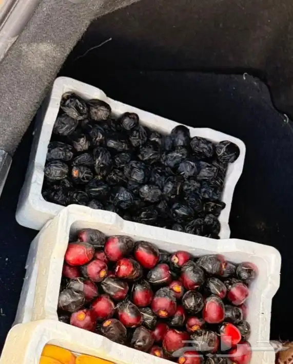 عجووة عالية المدينه 37