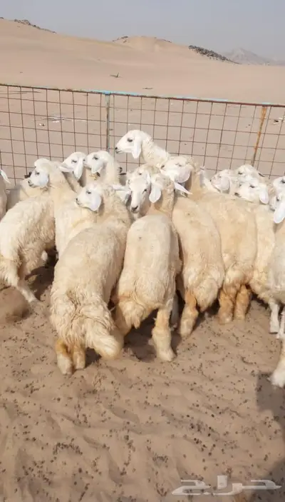 ذبائح مع التوصيل الاعلى تقييم وجوده في الموقع 3
