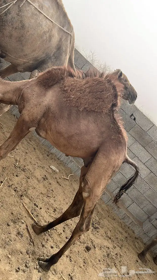 تهامة الباحه 0