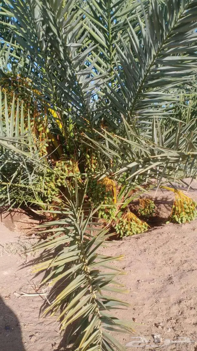 نخيل لبيع 3