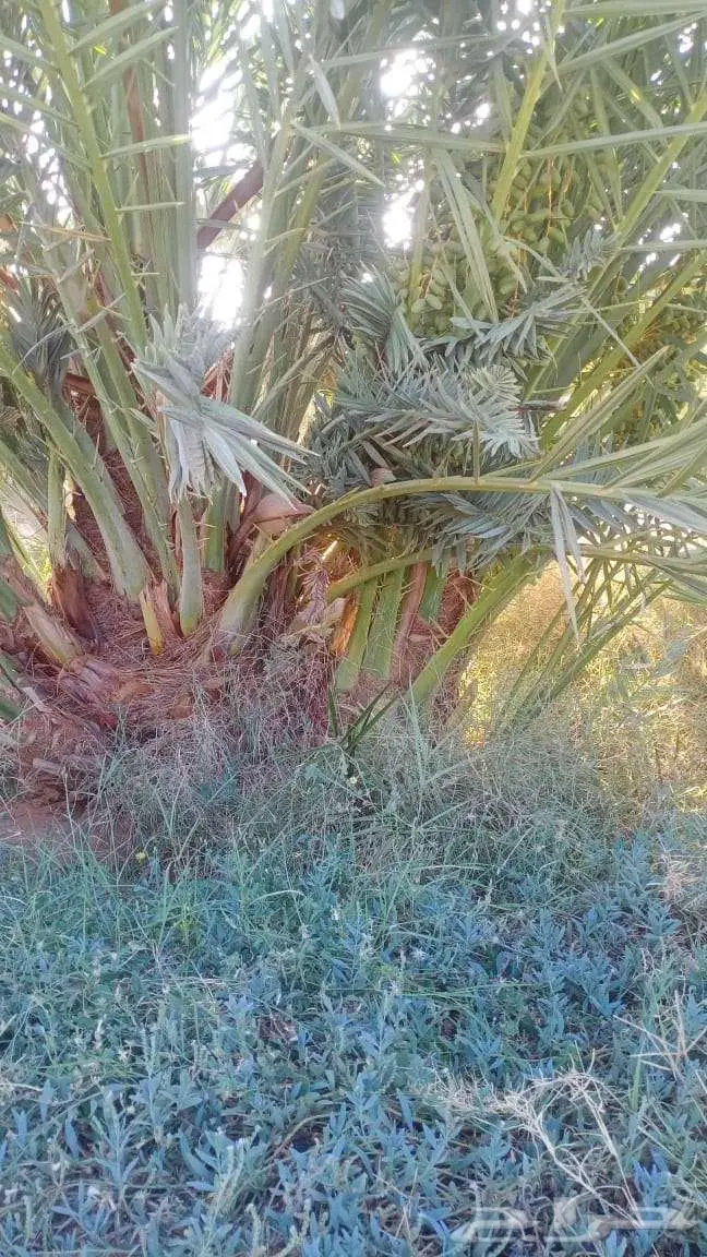 نخيل لبيع 2