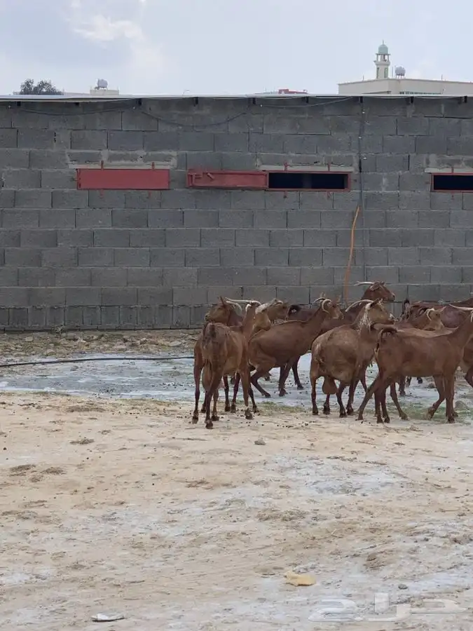 معزاء دفع حص كفو قرايب 4