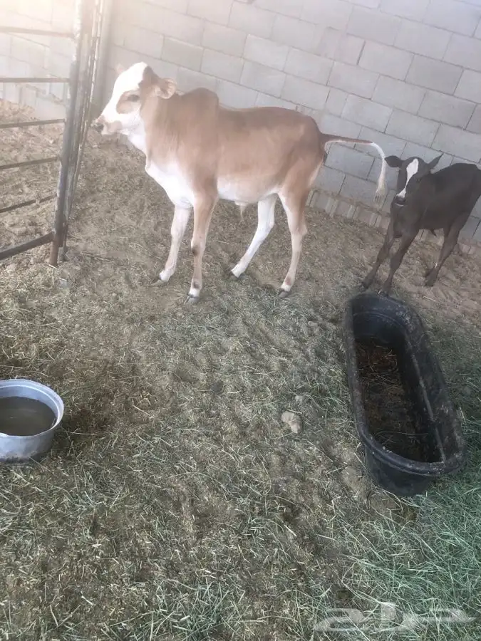 حسيل عمره 9 شهور عل حليب امه 7