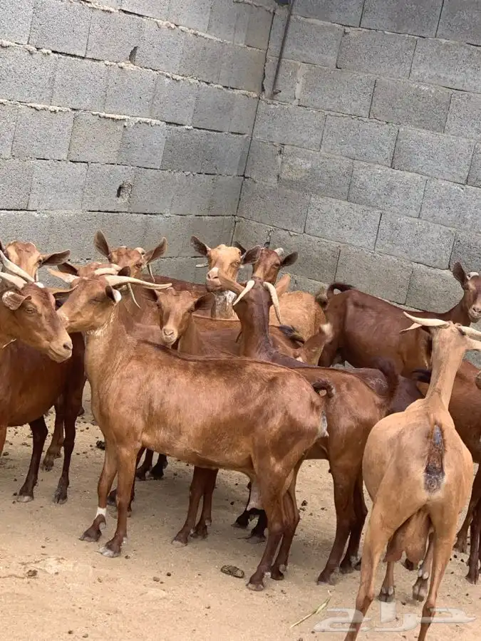 معزاء دفع حص كفو قرايب 0