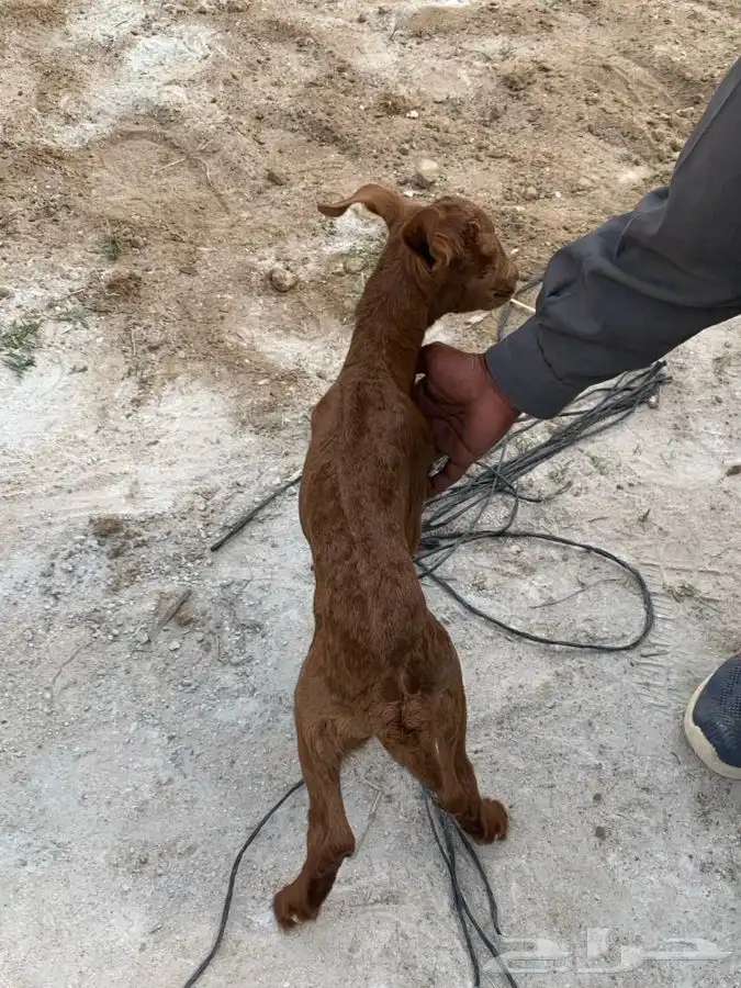معزاء دفع حص كفو قرايب 8