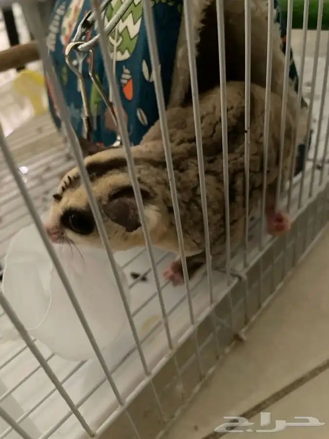 سنجاب طائر 3
