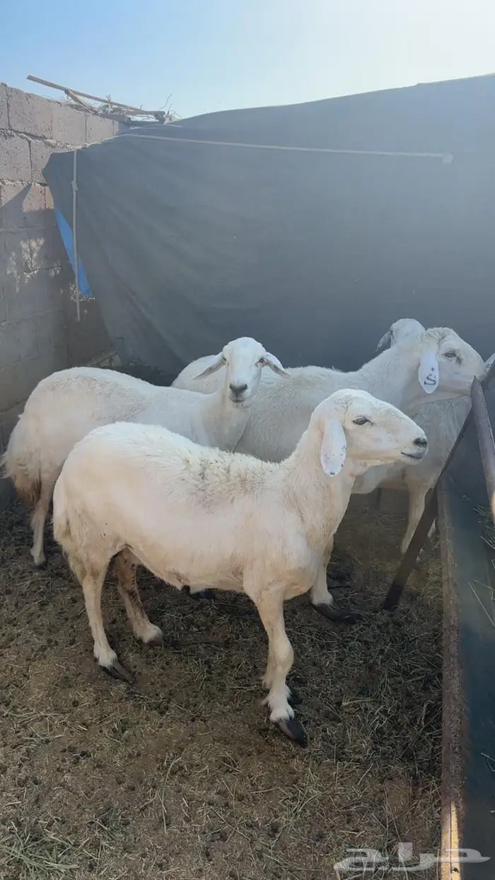تما البيع 0