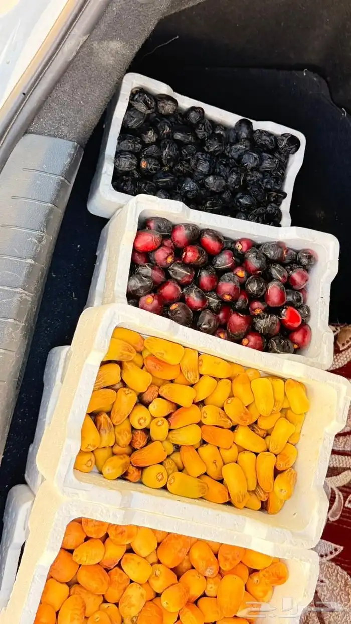 عجووة عالية المدينه 35