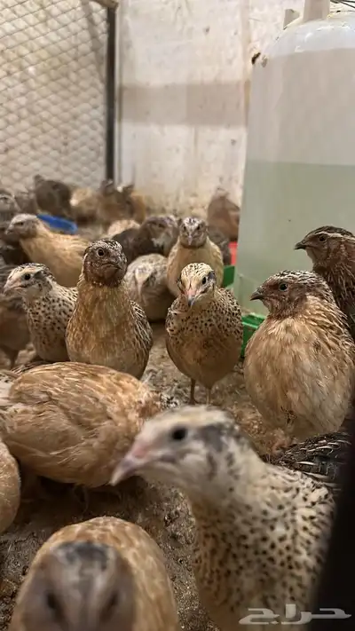 سمان بشاير 1