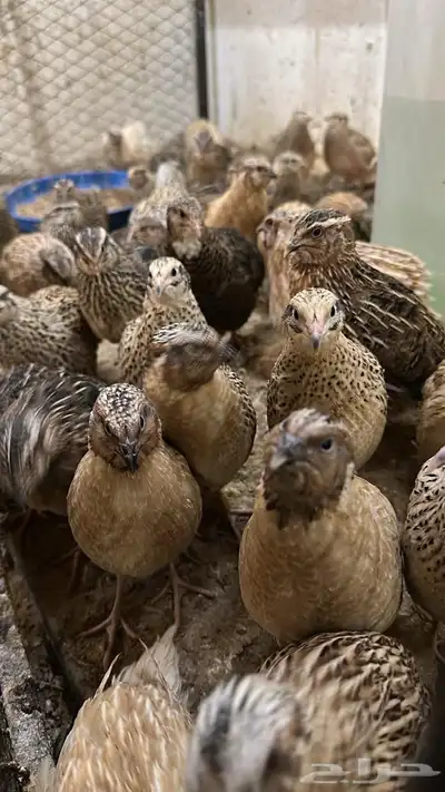 سمان بشاير 2