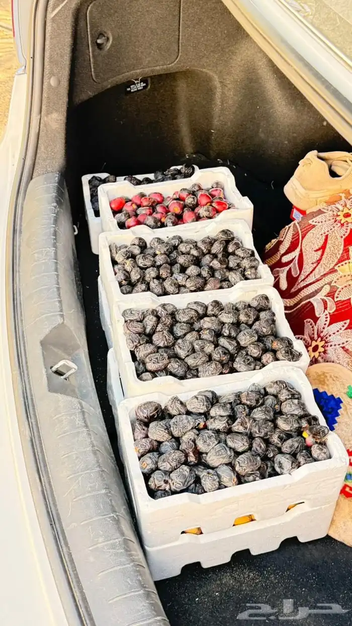 عجووة عالية المدينه 36