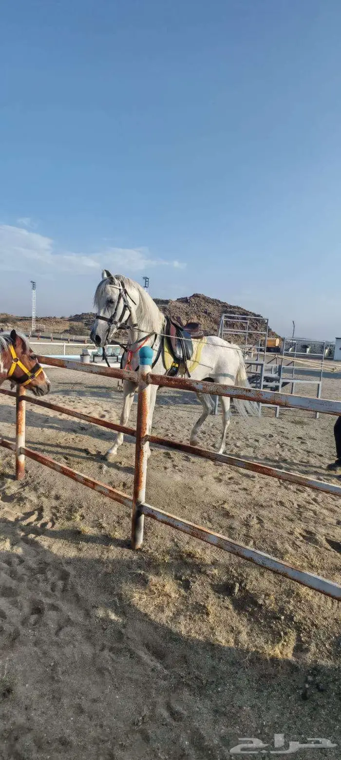 خيل شعبي للبيع 0