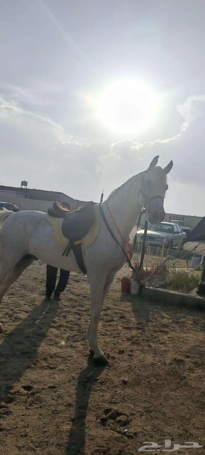 خيل شعبي للبيع 1