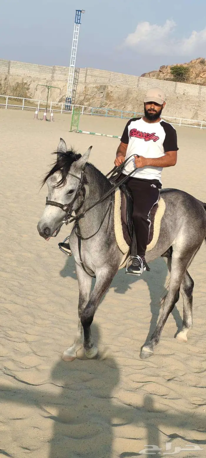 خيل شعبي للبيع 0
