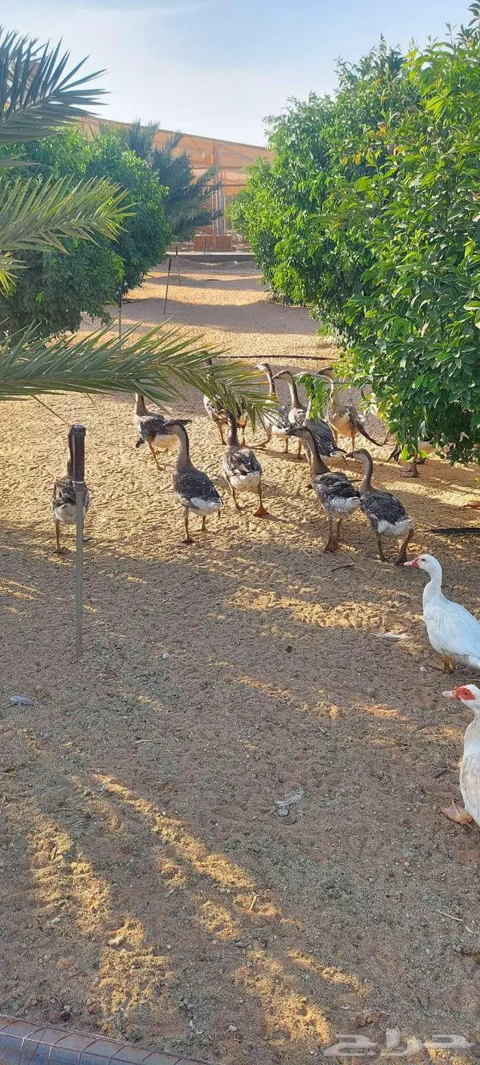 وز عراقي 0