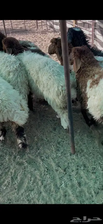 ذبايح بريه عبر تابي 1
