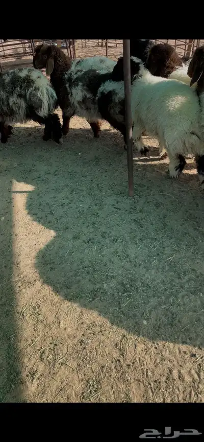 ذبايح بريه عبر تابي 4