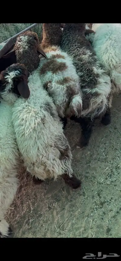 ذبايح بريه عبر تابي 3