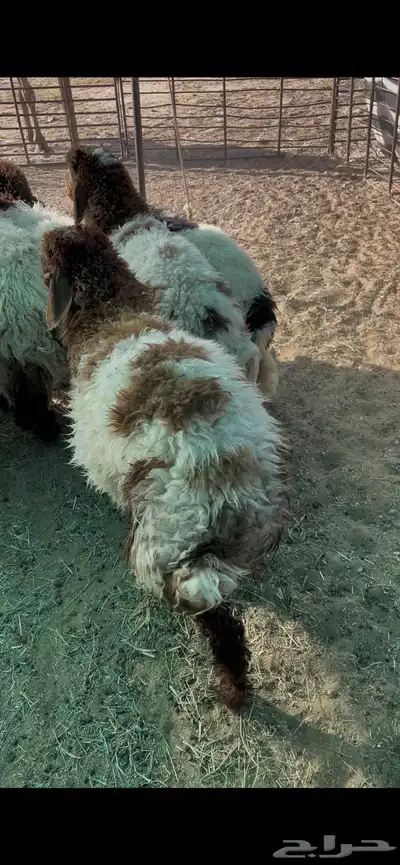 ذبايح بريه عبر تابي 0