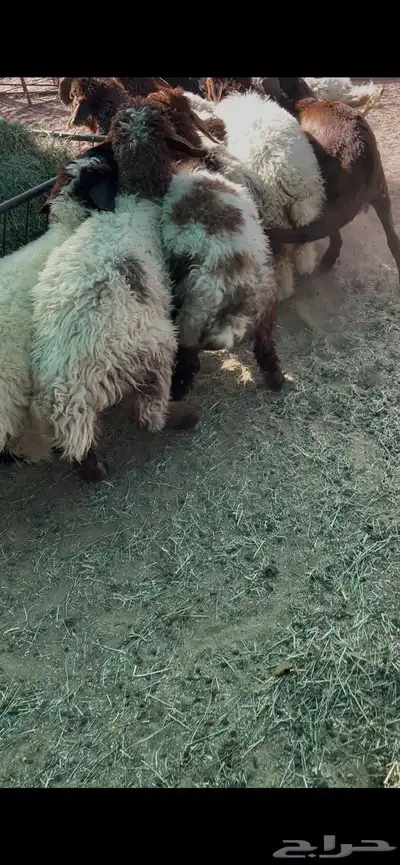 ذبايح بريه عبر تابي 2
