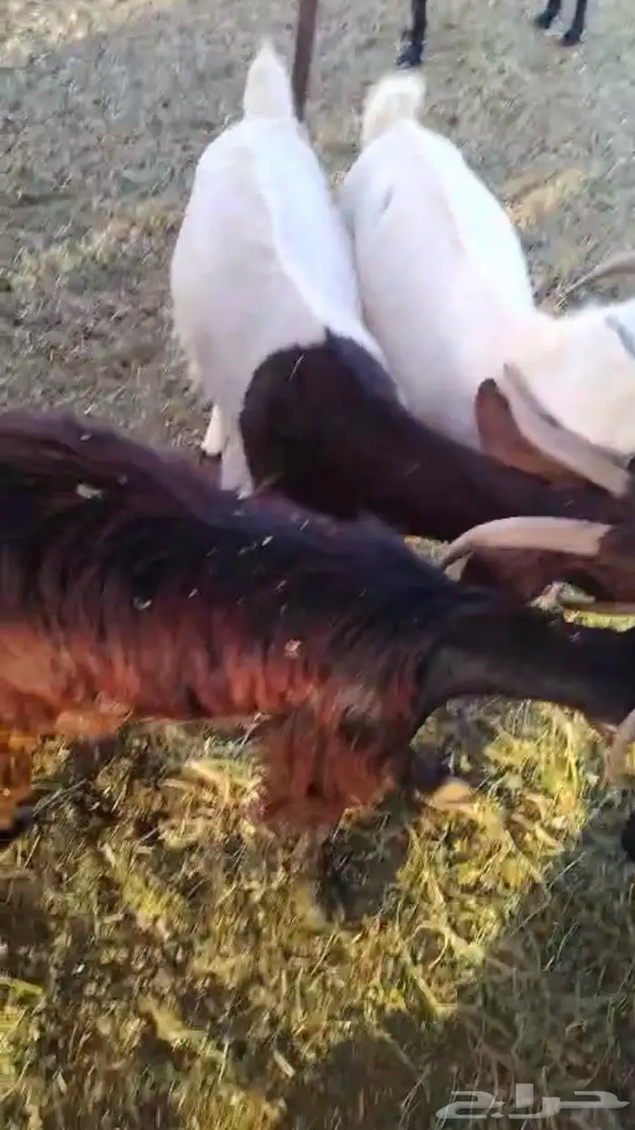 معزا جنوبيه 1