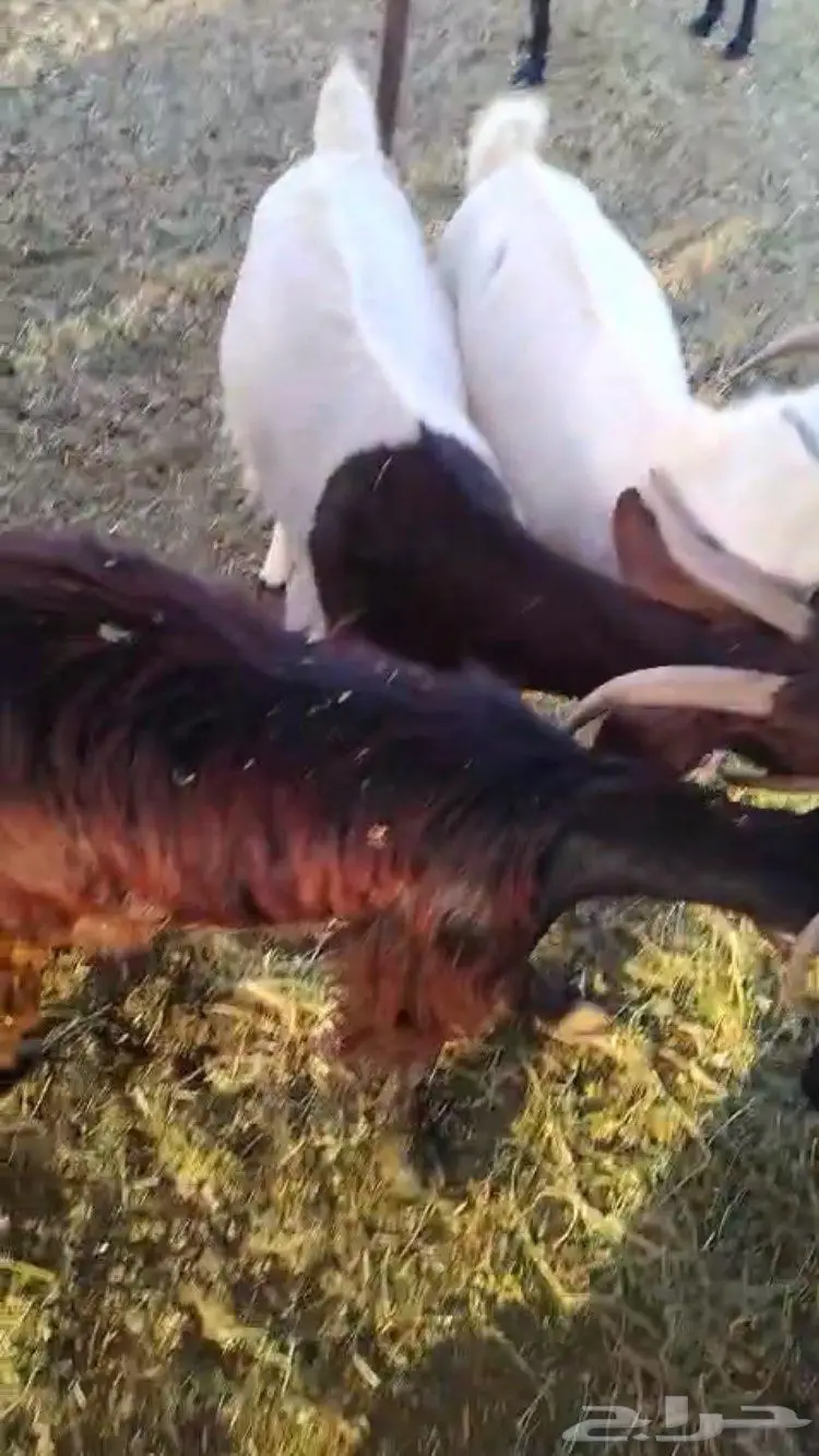 معزا جنوبيه 1
