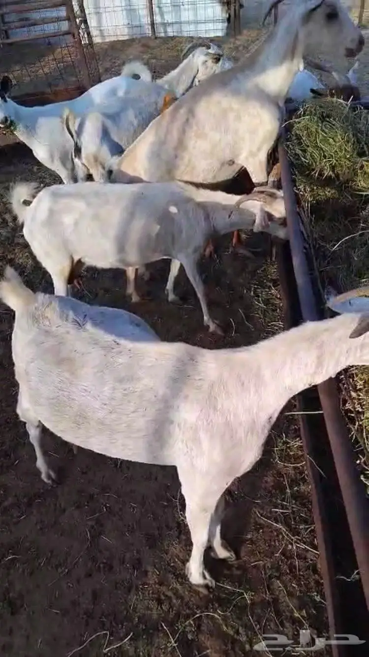 معزا جنوبيه 7