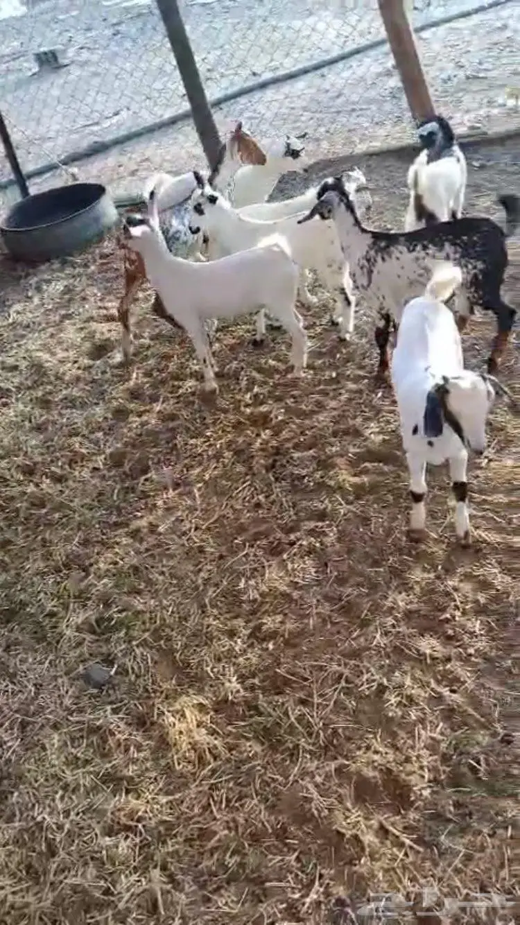 معزا جنوبيه 10