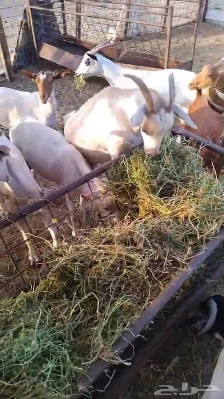 معزا جنوبيه 9