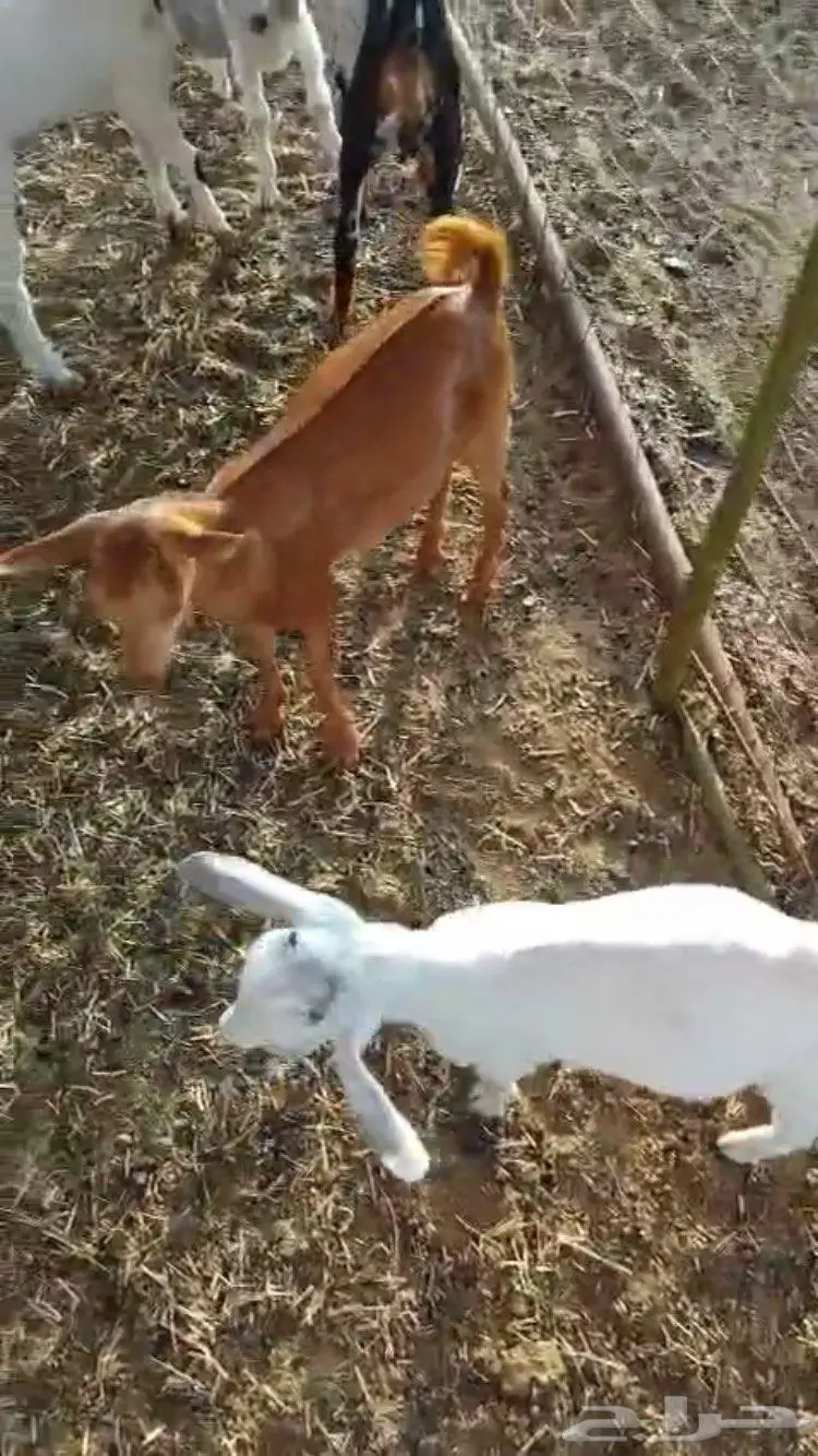 معزا جنوبيه 3