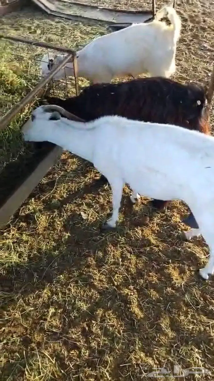 معزا جنوبيه 2