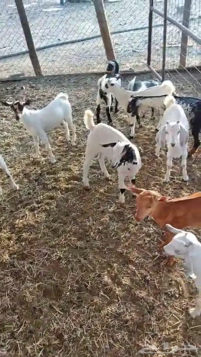 معزا جنوبيه 8