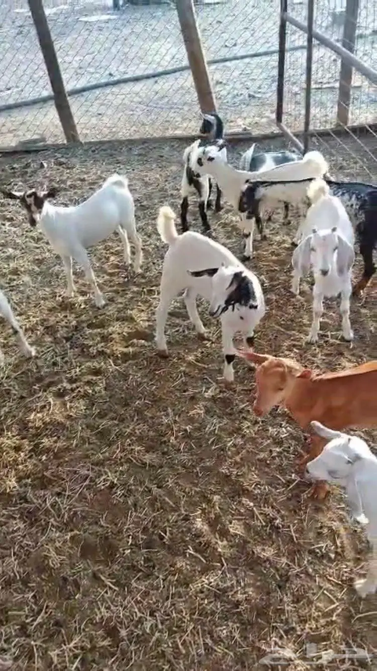 معزا جنوبيه 8
