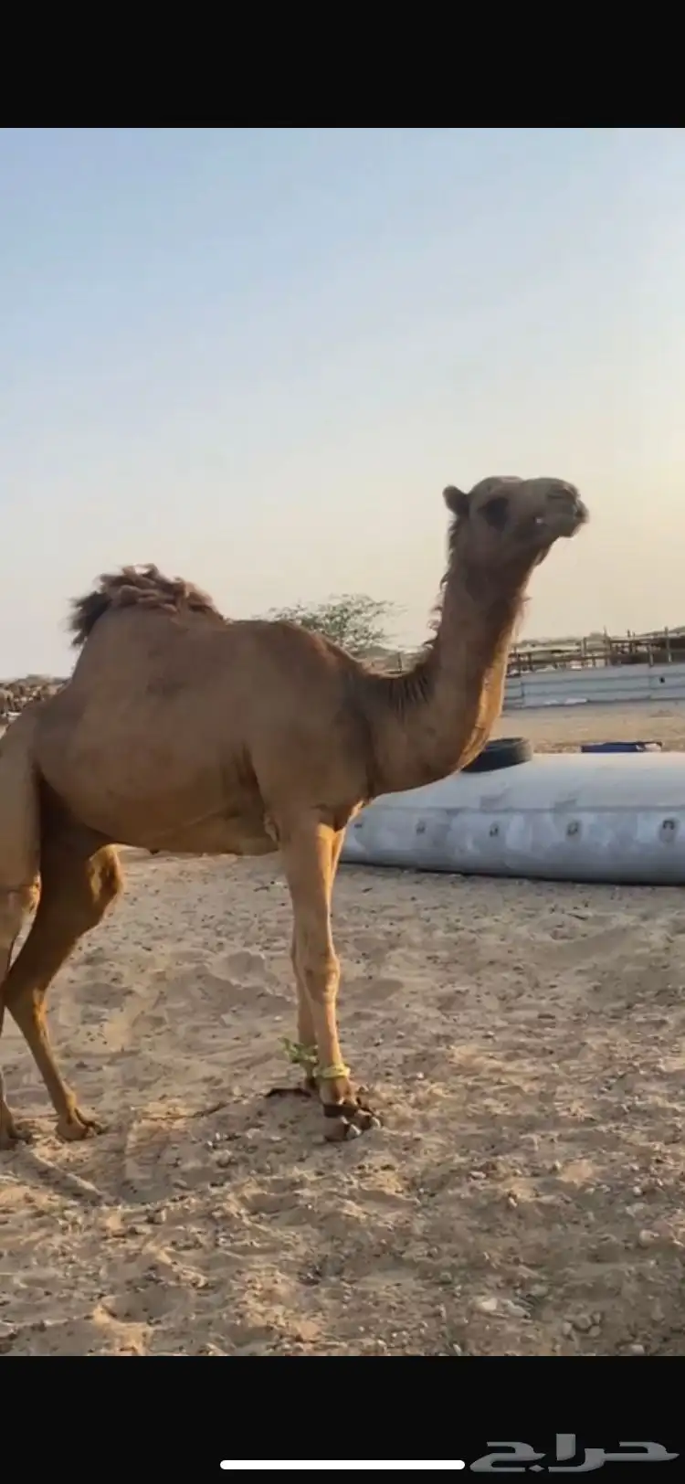 بعير احمر 1